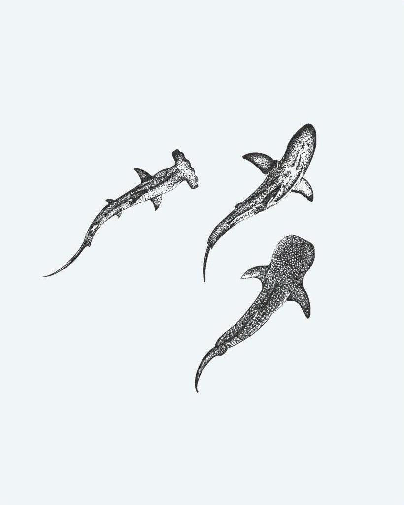 Three Sharks semi-permanent tattoo design by INKON – trio, sharks, dotwork, hammerhead, reef illustration, 4 x 4 in (9x9cm), available at inkon.co