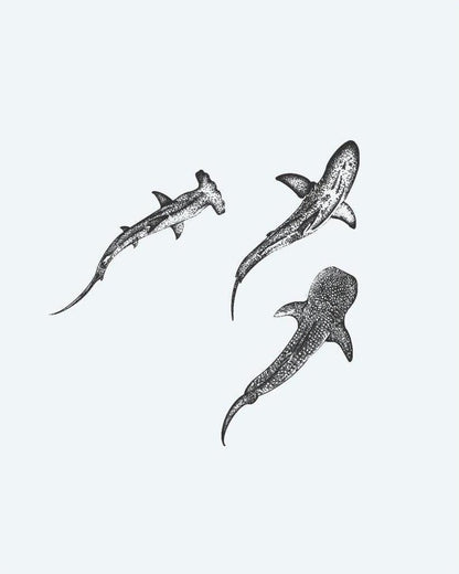 Three Sharks semi-permanent tattoo design by INKON – trio, sharks, dotwork, hammerhead, reef illustration, 4 x 4 in (9x9cm), available at inkon.co